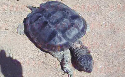 凶猛大鳄龟游上沙滩 专家称放生会破坏生物链
