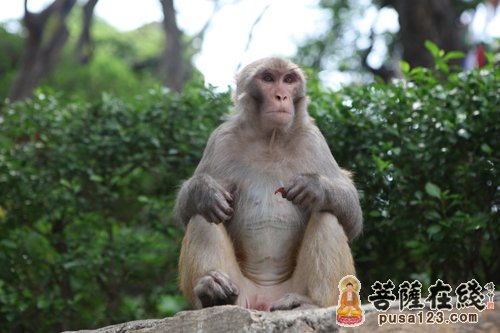 尼泊尔猴庙闻名于世:猴子也"修行"